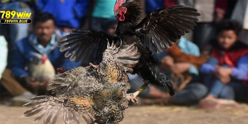 Cách phân thắng bại khi chơi đá gà Thomo