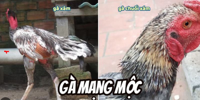 Gà đá mệnh Mộc thường được đánh giá rất cao bởi anh em sư kê