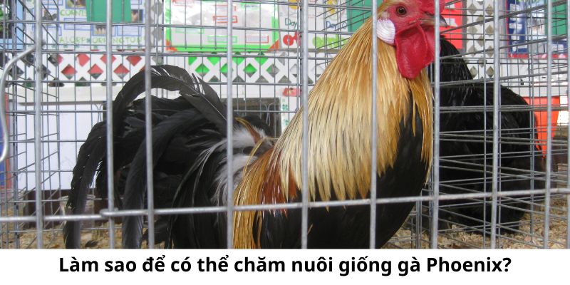 Hướng dẫn giúp anh em có thể nuôi ra được những chú gà chất lượng